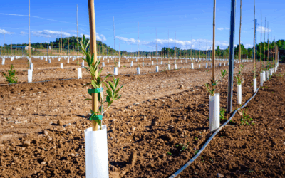 Projet ERPAD : ouverture des candidatures pour les entreprises arboricoles siciliennes 🇮🇹