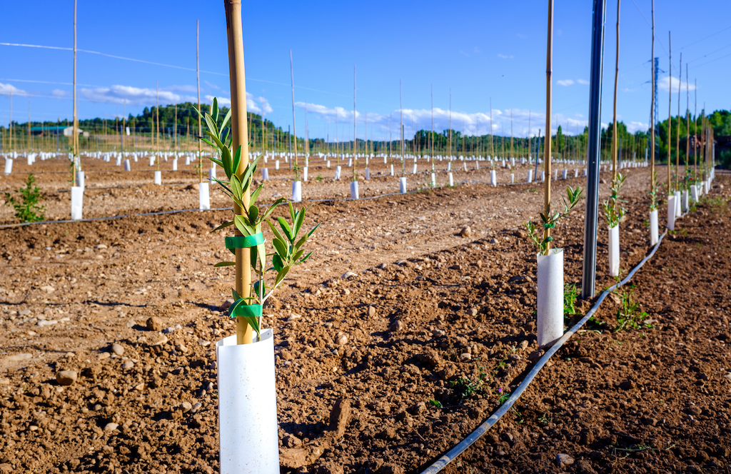 Progetto ERPAD: aperte le candidature per le imprese frutticole siciliane 🇮🇹