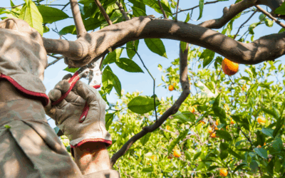 ERPAD apre una selezione per due esperti di breve termine